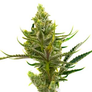 24K Gold Strain Regular Marijuana Seeds - 10 seeds