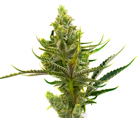 24K Gold Strain Feminized Marijuana Seeds - 10 seeds