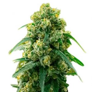 3 Kings Strain Feminized Marijuana Seeds - 10- Seeds