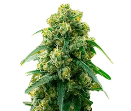 A La Mode Strain Feminized Marijuana Seeds - 5 seeds