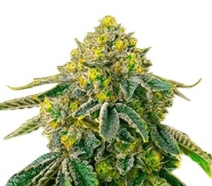 AK-47 Strain Autoflowering Marijuana Seeds - 10 seeds