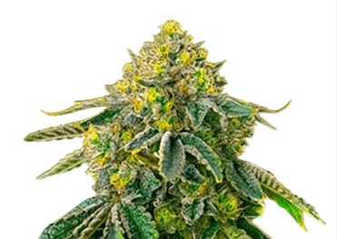 AK-47 Strain Autoflowering Marijuana Seeds - 5 seeds