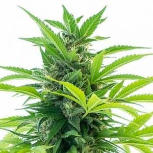 Acapulco Gold Strain Autoflowering Marijuana Seeds - 10 seeds