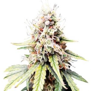 Afghan Chocolope Strain Feminized Fast Version Marijuana Seeds - 10 seeds