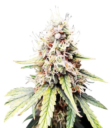 Afghan Chocolope Strain Feminized Fast Version Marijuana Seeds - 25 seeds