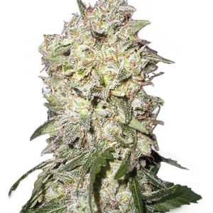 Afghan Strain Autoflowering Marijuana Seeds - 10 seeds