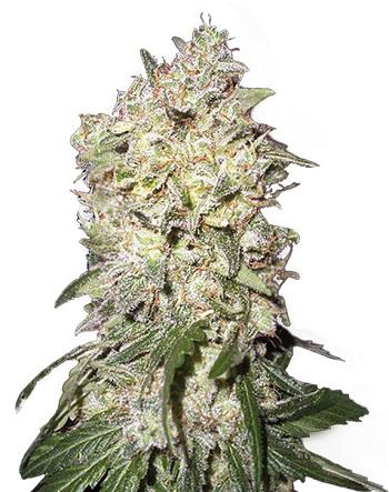 Afghan Strain Autoflowering Marijuana Seeds - 25 seeds