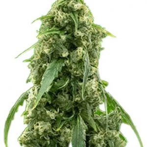 Alien Gorilla Glue Strain Feminized Marijuana Seeds - 10 seeds