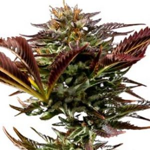 Alien OG Regular BCBD Marijuana Seeds - 10 seeds