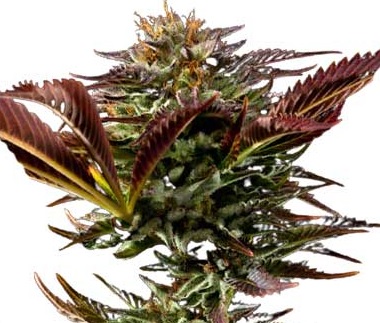 Alien OG Regular BCBD Marijuana Seeds - 5 seeds