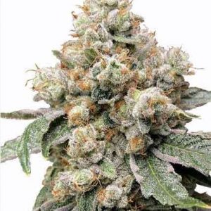 Alien OG Strain Feminized Marijuana Seeds - 10 seeds