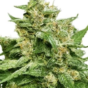 Alien Candy Strain Autoflowering Marijuana Seeds - 10 seeds