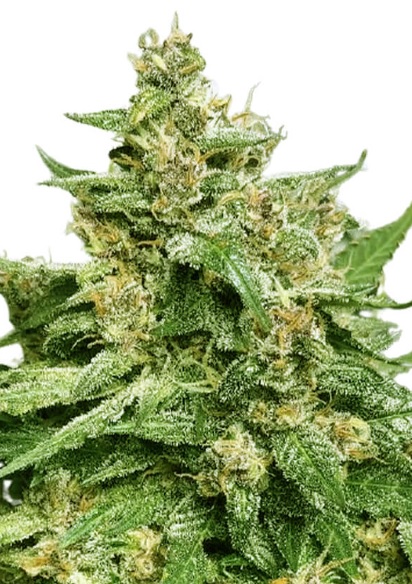 Alien Candy Strain Autoflowering Marijuana Seeds - 25 seeds