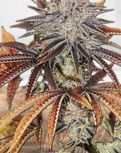 Alien Technology Strain Regular Marijuana Seeds - 10 seeds