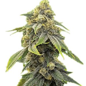 Alien Technology Strain Feminized Marijuana Seeds - 10 seeds