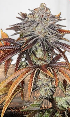 Alien Technology Strain Regular Marijuana Seeds - 5 seeds