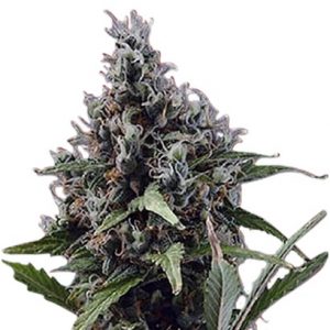 Aloha Strain Autoflowering Marijuana Seeds - 10 seeds