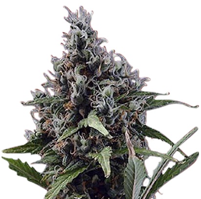 Aloha Strain Autoflowering Marijuana Seeds - 5 seeds