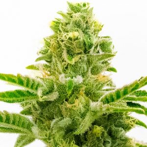 American Haze / California Haze Feminized Marijuana Seeds - 10 seeds