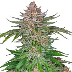 American Pie Strain Feminized Marijuana Seeds Strain - 10 seeds