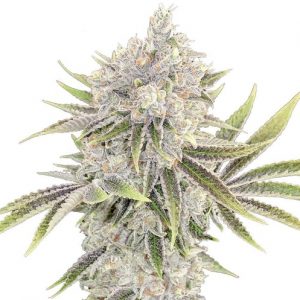 Amnesia Blue Head Band Strain Feminized Marijuana Seeds - 10 seeds