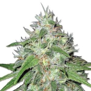 Amnesia Haze Autoflower Marijuana Seeds - 10 seeds