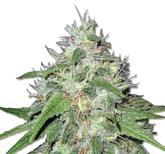 Amnesia Haze Autoflower Marijuana Seeds - 5 seeds