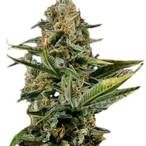 Amnesia Kush Autoflowering Marijuana Seeds - 10 seeds