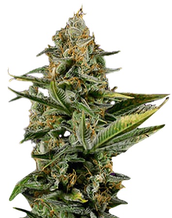 Amnesia Kush Autoflowering Marijuana Seeds - 10 seeds