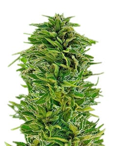 Amnesia Lemon Strain Regular Marijuana Seeds - 5 seeds