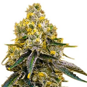 Amnesia Purple Strain Feminized Marijuana Seeds - 10 seeds