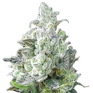 Angel OG Strain Autoflowering Marijuana Seeds - 10 seeds