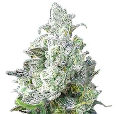 Angel OG Strain Autoflowering Marijuana Seeds - 10 seeds