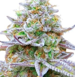 Animal Cookies Strain Autoflowering Marijuana Seeds - 10 seeds