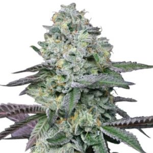 Animal Face Strain Feminized Marijuana Seeds - 10 seeds