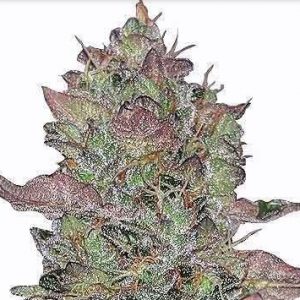 Animal Mint Strain Autoflowering Marijuana Seeds - 25 seeds