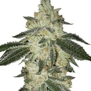 Aurora Strain Autoflower Marijuana Seeds - 10 seeds