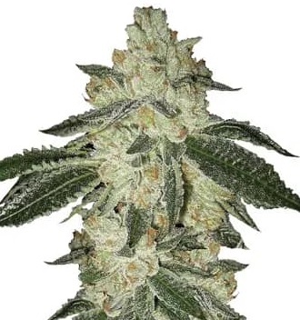 Aurora Strain Autoflower Marijuana Seeds - 5 seeds