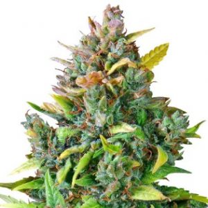 Auto CBD Ratio Feminized Marijuana Seeds - 10 Seeds