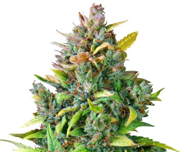 Auto CBD Ratio Feminized Marijuana Seeds - 25 Seeds