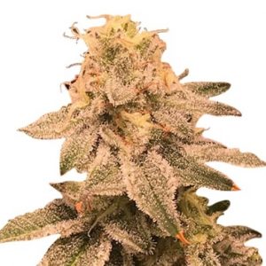 Auto CBDV Afghani Strain Marijuana Seeds - 10 seeds