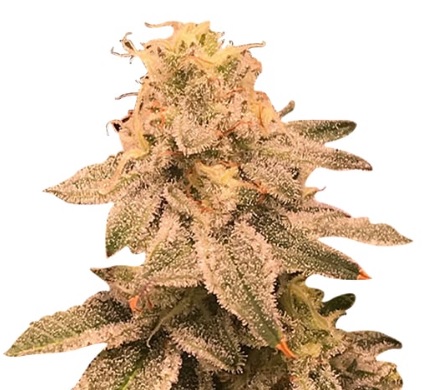 Auto CBDV Afghani Strain Marijuana Seeds - 25 seeds