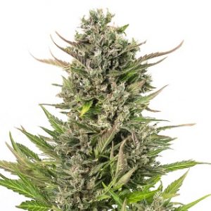 Auto Critical (CBD Auto) Strain Marijuana Seeds - 10 seeds