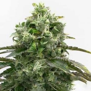 Autoflower CBD Black Diesel Strain Marijuana Seeds - 10 seeds