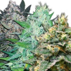 Auto Feminized Mix Strain Marijuana Seeds - 10 seeds