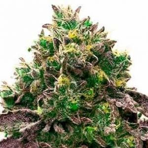 Autoflower CBD Blueberry Strain (1:16) Marijuana Seeds - 10 seeds