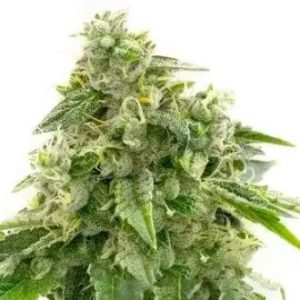 Autoflower CBD Critical Mass Strain Feminized Marijuana Seeds - 10 seeds