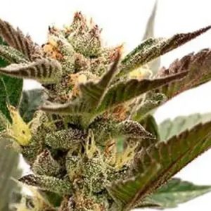 Autoflower CBD Fruit Strain (1:20) Marijuana Seeds - 10 seeds