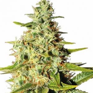 Afghani Strain Regular Marijuana Seeds - 10 seeds