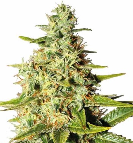 Afghani Strain Regular Marijuana Seeds - 10 seeds